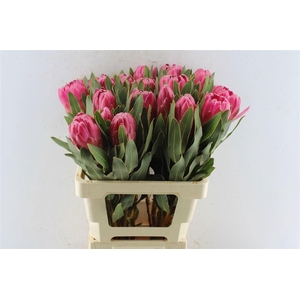 PROTEA BRENDA