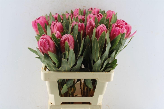 <h4>PROTEA BRENDA</h4>