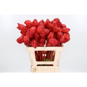 Ascl Moby Dick Kl Bh Rood