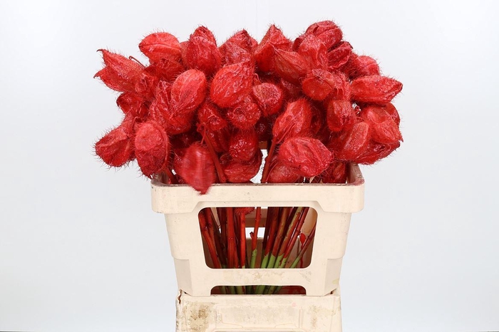 <h4>Ascl Moby Dick Kl Bh Rood</h4>