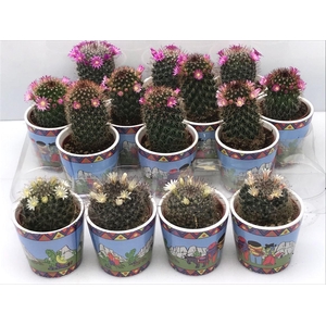 Cactus bloeiend