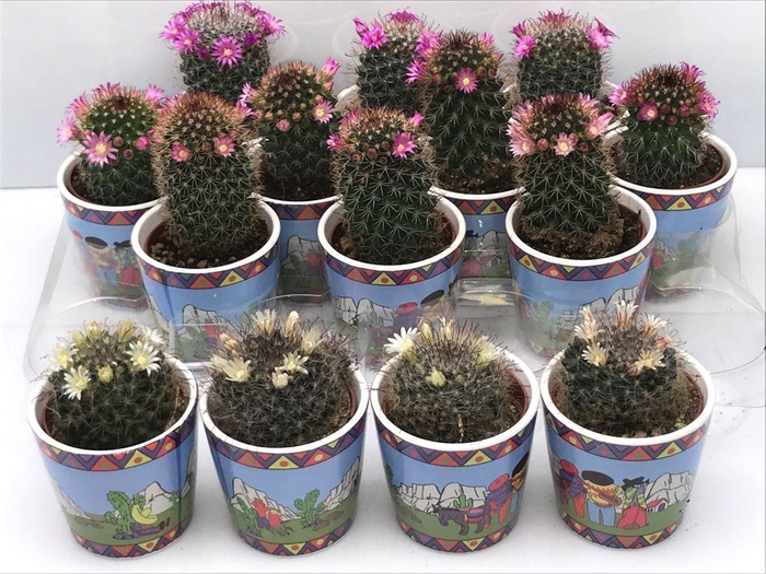 <h4>Cactus bloeiend</h4>