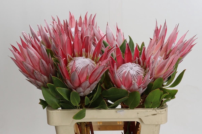 <h4>Protea Cynaroides</h4>