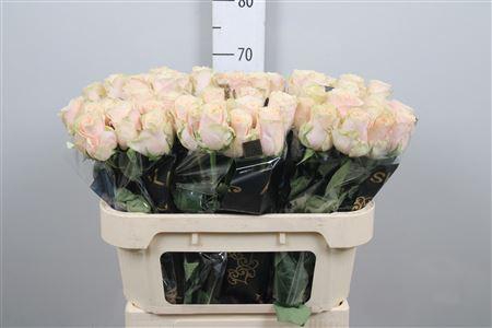 <h4>R Gr Roxanne+</h4>