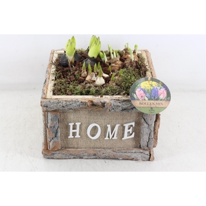 arr4 Bollenmix PL - Hout 4kant home