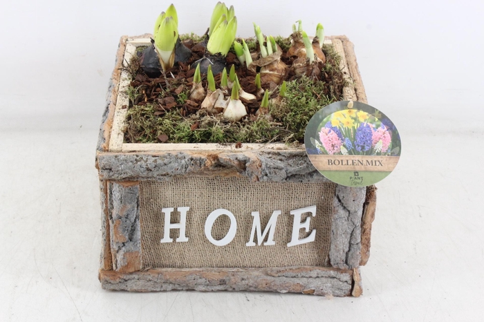 <h4>arr4 Bollenmix PL - Hout 4kant home</h4>