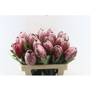 Protea Pink Ice