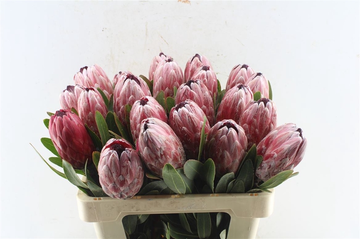 <h4>Protea Pink Ice</h4>