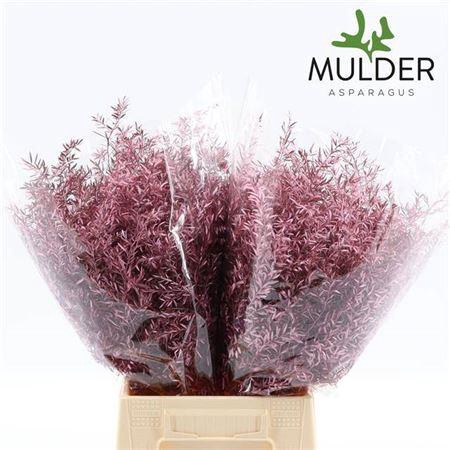 <h4>Asparagus Cwebe Rose Gold X50</h4>