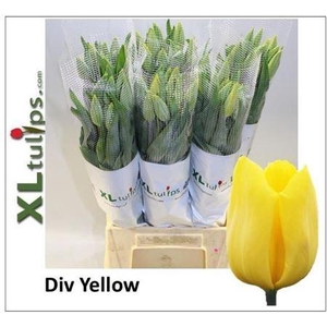 Tu Fr En Div Yellow