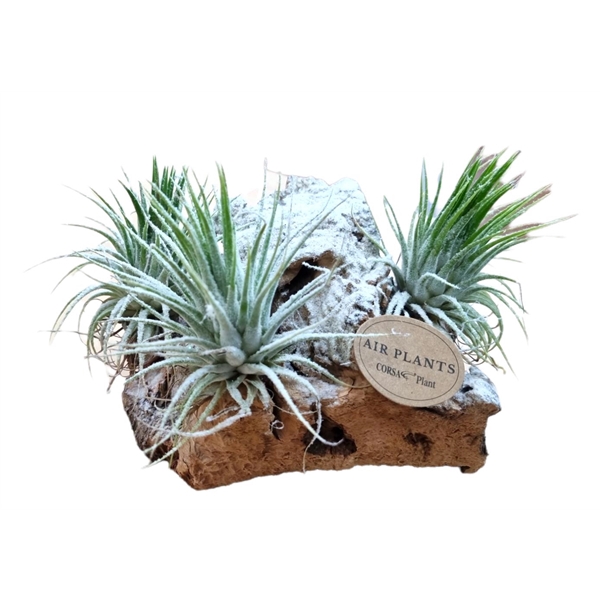 <h4>Tillandsia Christmas kurk</h4>