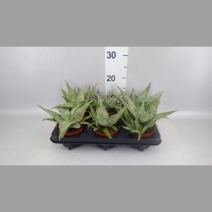 Aloe   ...