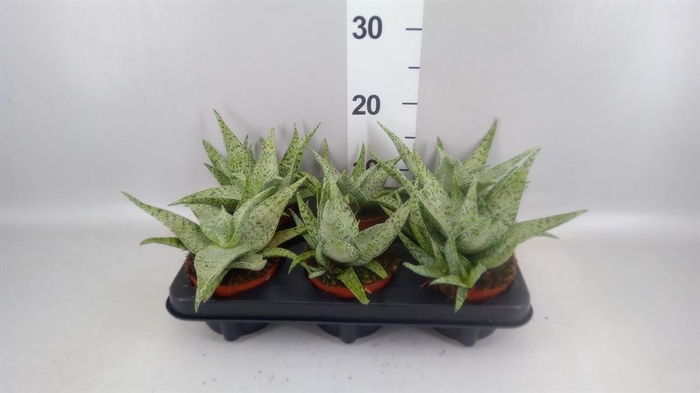 <h4>Aloe   ...</h4>