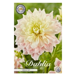 Dahlia Breakout x 1 l