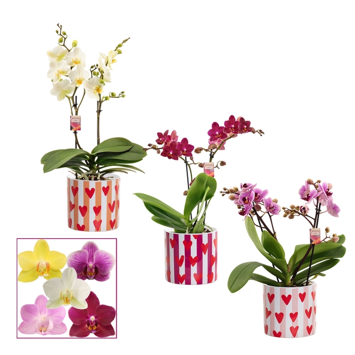 <h4>Phalaenopsis multiflora 2 tak mix in Noura (Bubblicious-collecti</h4>