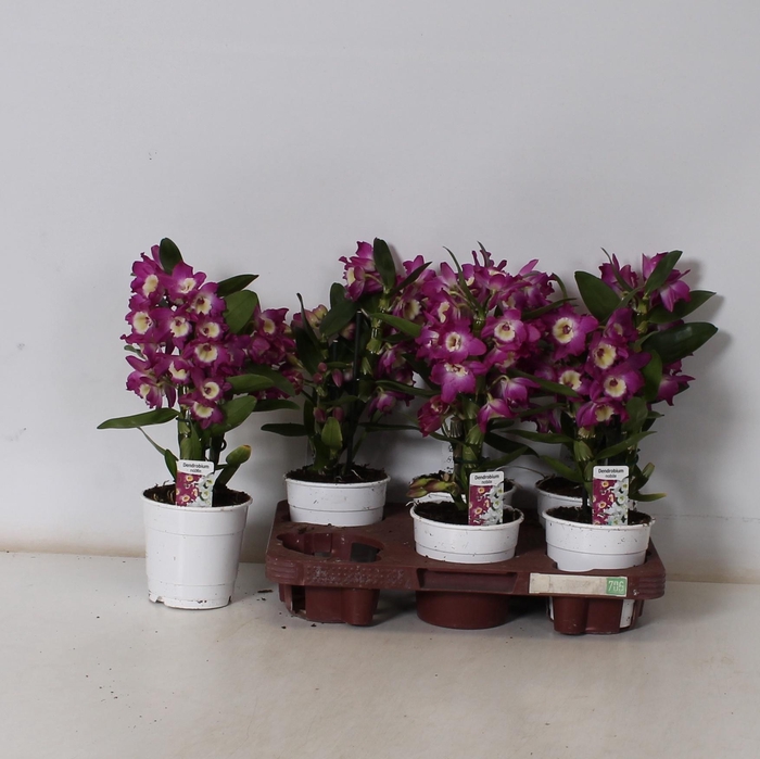 <h4>DEND NOBILE</h4>