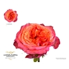Rosa Garden Campari