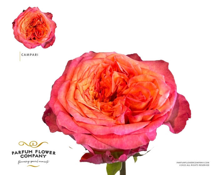 Rosa Garden Campari