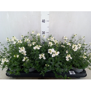 Diascia barberae