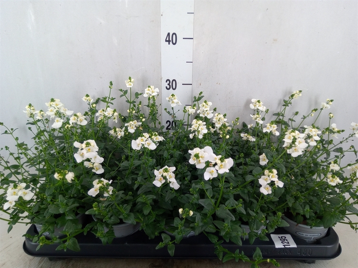 <h4>Diascia barberae</h4>