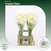 Calla Crystal Clear | Dubbelbloemig