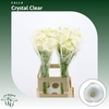 Calla Crystal Clear