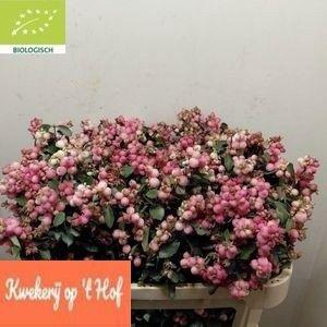 <h4>Sympho Mag Ruby Fall</h4>