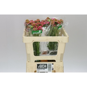 Scabiosa Atr Candy Scoop