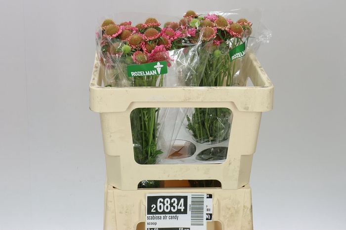 <h4>Scabiosa Atr Candy Scoop</h4>