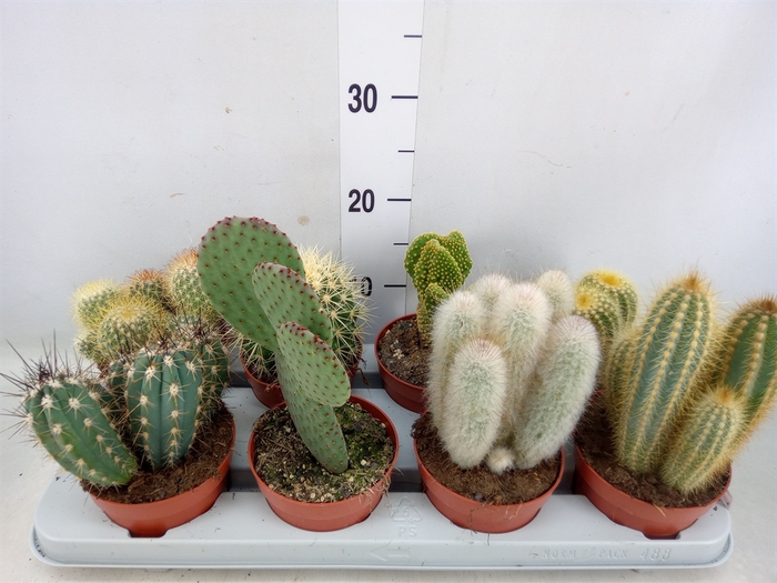 <h4>Cactus   ...mix</h4>