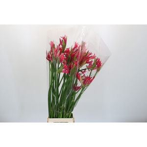 Nerine Pearl of Cherry