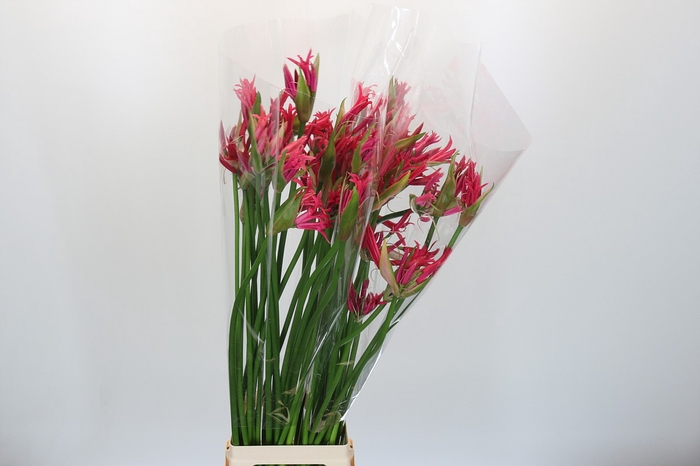 <h4>Nerine Pearl of Cherry</h4>
