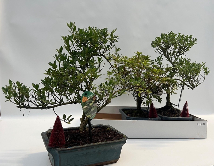 <h4>BONSAI OV</h4>
