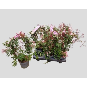 JASM POLYANTHUM RZ