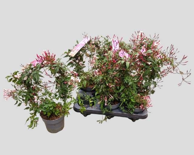 <h4>JASM POLYANTHUM RZ</h4>