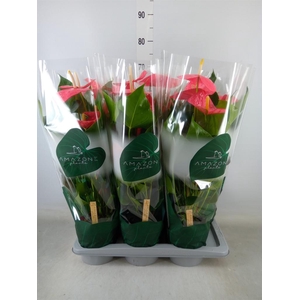 Anthurium andr. 'Colorado'