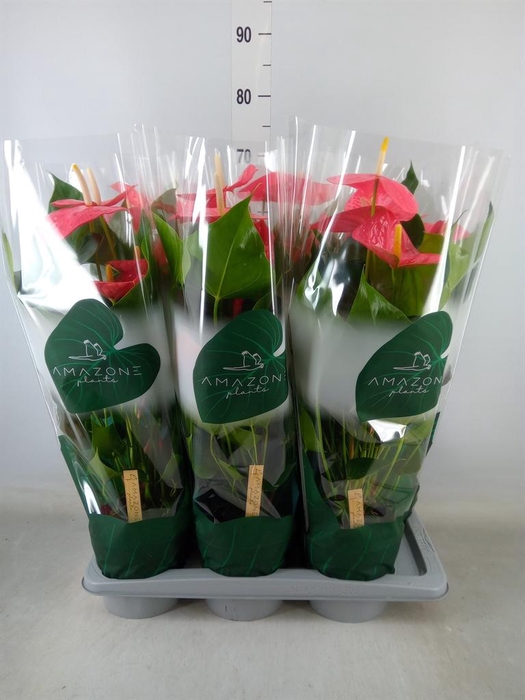 <h4>Anthurium andr. 'Colorado'</h4>