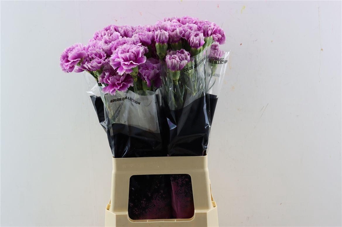 <h4>Di St Eminence</h4>