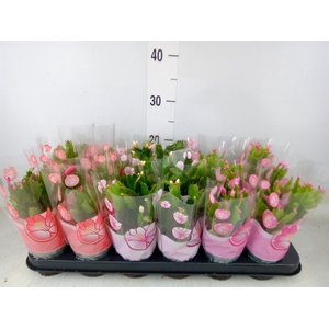 Schlumbergera   ...mix 3