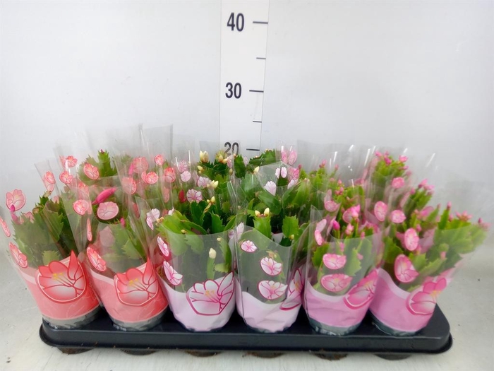 <h4>Schlumbergera   ...mix 3</h4>