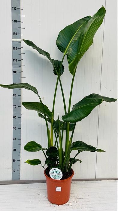 <h4>STRELITZIA NICOLAI</h4>