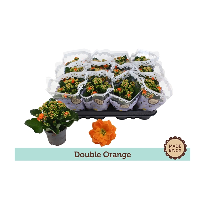 <h4>Kalanchoë Double Orange</h4>