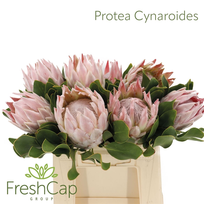 <h4># Protea Cynaroides</h4>