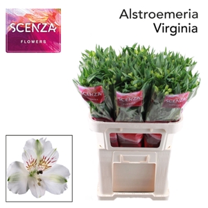 ALSTR VIRGINIA Scenza