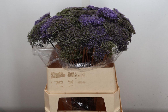 <h4>Trach Blue Shine</h4>