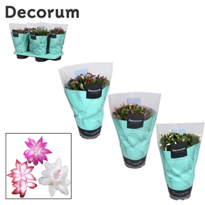 Schlumbergera - 17 cm - Mix - Decorum