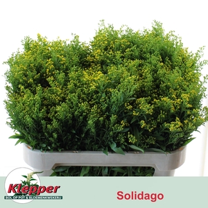 SOLI GOLDEN GLORY