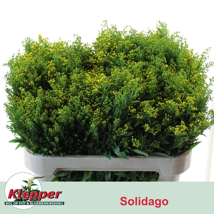 <h4>SOLI GOLDEN GLORY</h4>