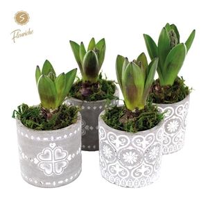 (1915) Hyacint Verona [M] 1PP Mos