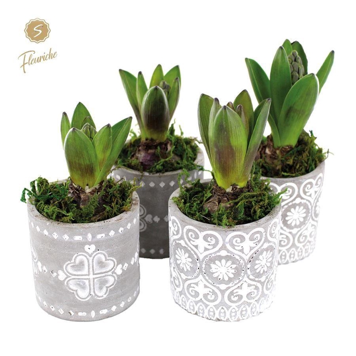 <h4>(1915) Hyacint Verona [M] 1PP Mos</h4>